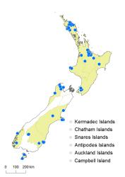 Hymenophyllum australe distribution map based on databased records at AK, CHR, OTA and WELT. 
 Image: K. Boardman © Landcare Research 2016 CC BY 3.0 NZ